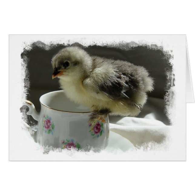 Blue Cochin Chick on Teacup With Border (Front Horizontal)