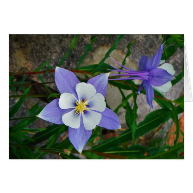 Blue columbine (Front Horizontal)