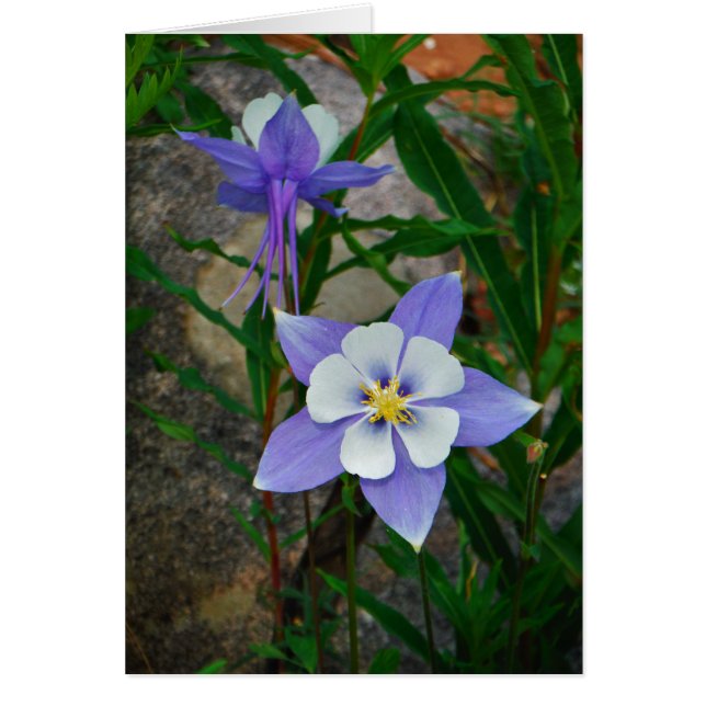 Blue columbine (Front)
