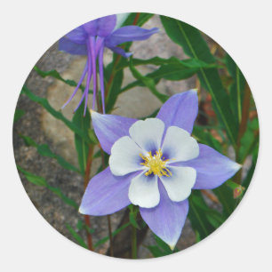 Blue columbine classic round sticker