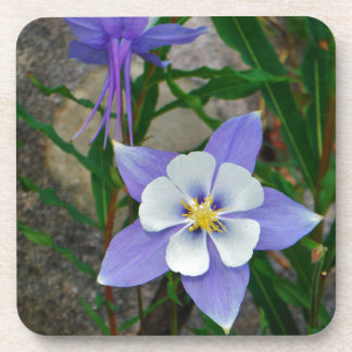 Blue columbine coaster
