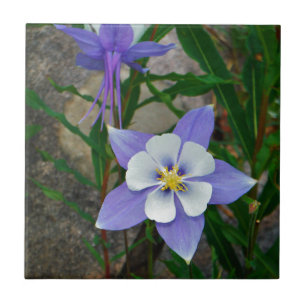 Blue columbine tile