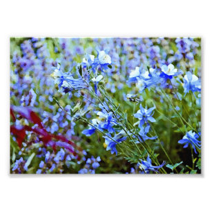 Blue Columbines - Flowers Photo Print