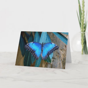 Blue Common Morpho Butterfly Card