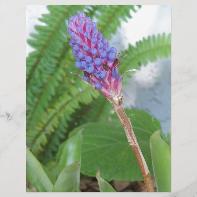 Blue Cone Bromeliad flower (Front)