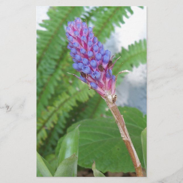 Blue Cone Bromeliad flower (Front)