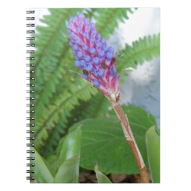Blue Cone Bromeliad flower Notebook (Front)