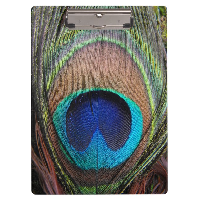Blue Copper Peacock Feather Close-Up Clipboard (Front)