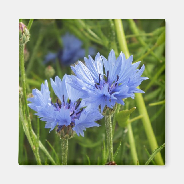 blue corn flower  magnet (Front)