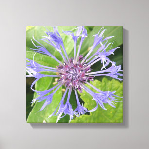 Blue Cornflower Canvas Print