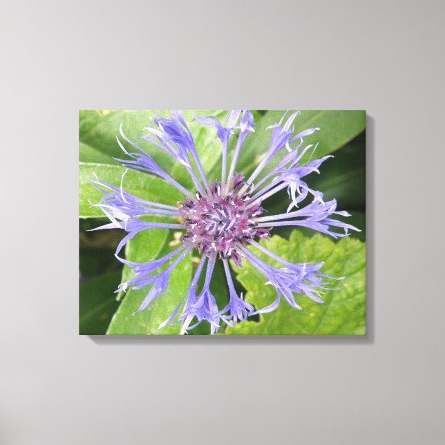 Blue Cornflower Canvas Print (Front)