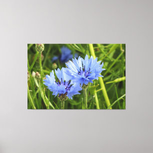 blue cornflower canvas print