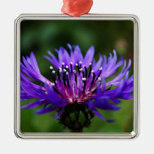 Blue Cornflower Flower Blossoms Peace Love Destiny Metal Ornament