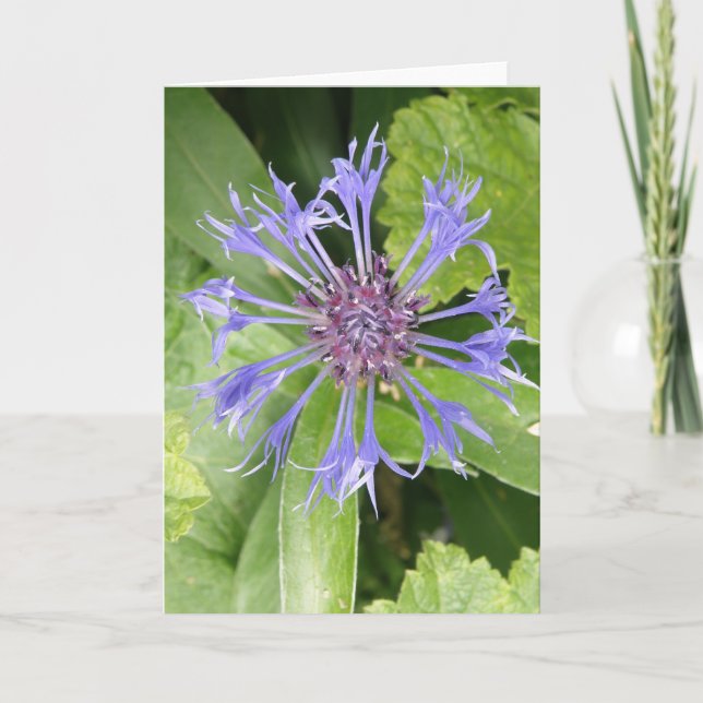 Blue Cornflower Greeting Card (Front)