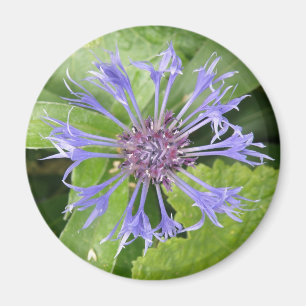 Blue Cornflower Magnet