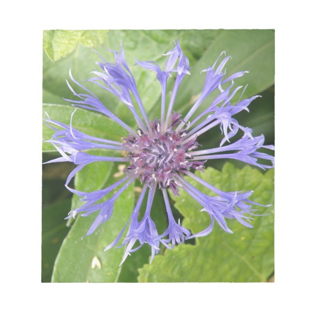 Blue Cornflower Notepad (Front)
