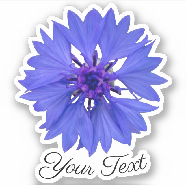 Blue cornflower petals and violet stamps in spring (Front)