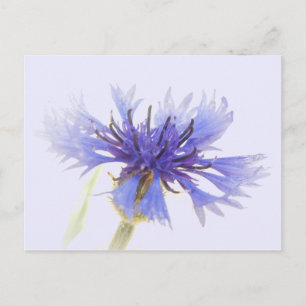 Blue Cornflower Photo - Postcard
