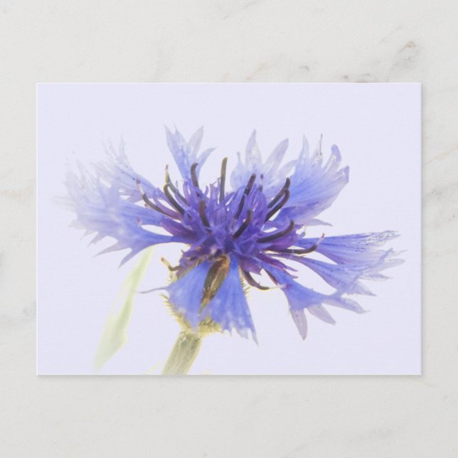 Blue Cornflower Photo - Postcard (Front)