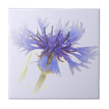 Blue Cornflower Photo -
