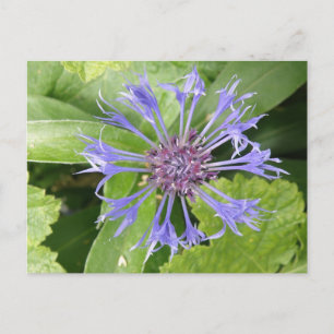 Blue Cornflower Postcard