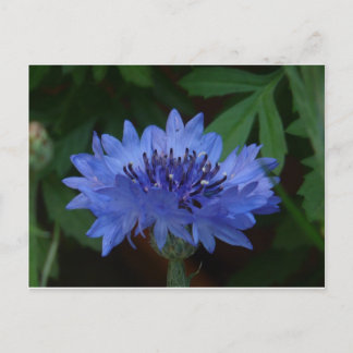 Blue Cornflower Postcard