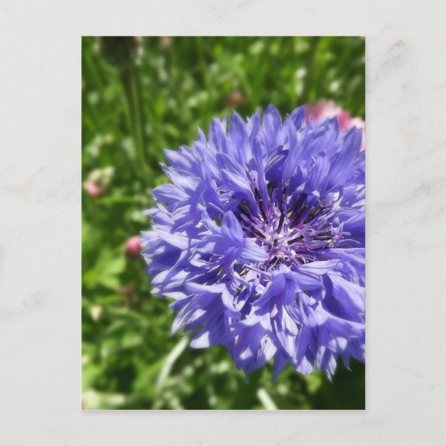 Blue cornflower postcard (Front)