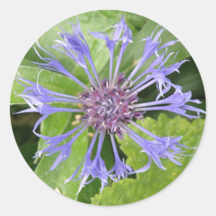 Blue Cornflower Sticker