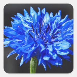 Blue Cornflower Stickers