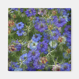 Blue cornflowers magnet