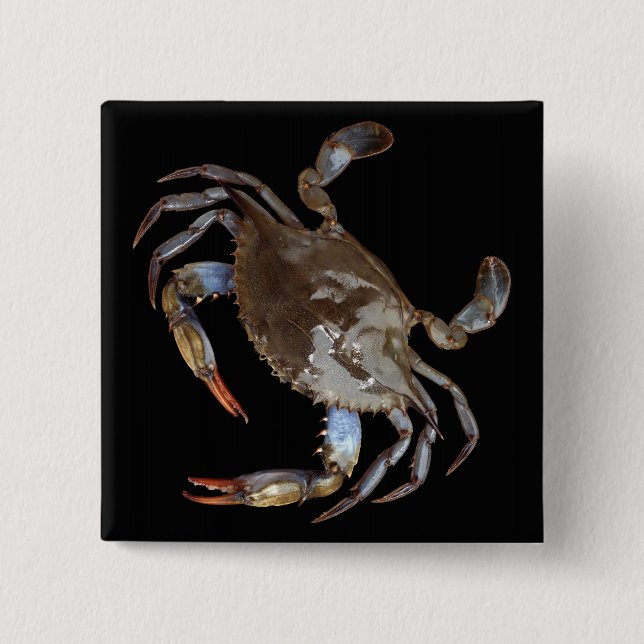 Blue Crab 2 Inch Square Button (Front)