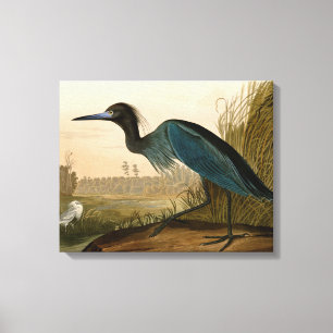 Blue Crane Heron Audubon Painting Canvas Print