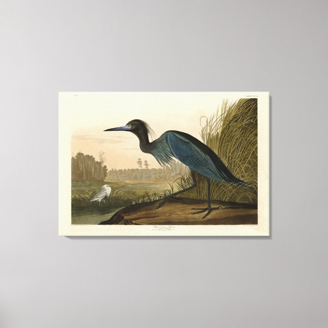 Blue Crane, Heron, from Audubon's Birds of America Canvas Print (Front)