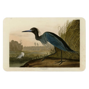 Blue Crane, Heron, from Audubon's Birds of America Magnet