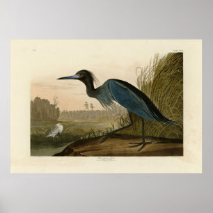 Blue Crane, Heron, from Audubon's Birds of America Poster