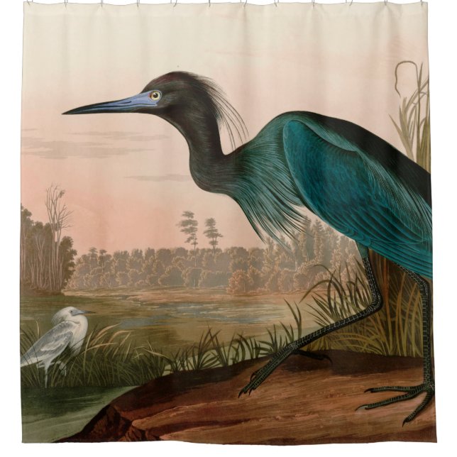 Blue Crane or Heron Birds of America Audubon Print (Front)