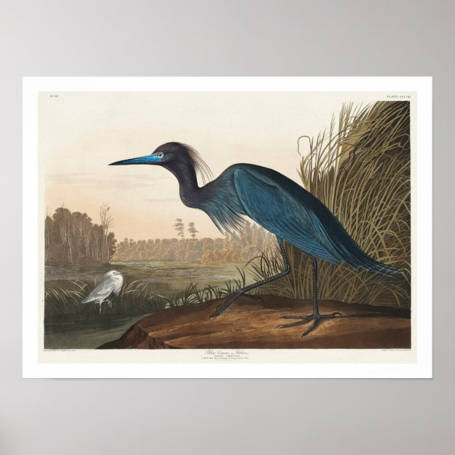 Blue Crane or Heron by Audubon Poster (Front)
