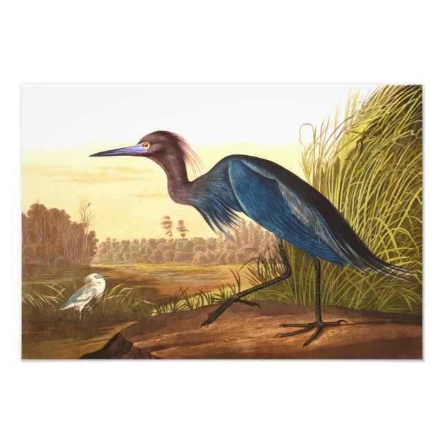 Blue Crane or Heron by John James Audubon Photo Print (Front)