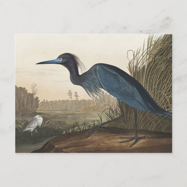 Blue Crane or Heron from Birds of America Postcard (Front)