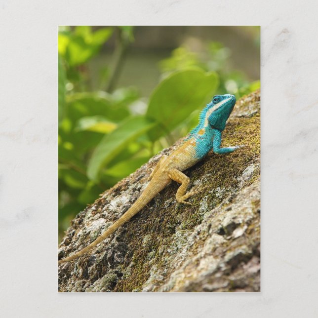 Blue-Crested Lizard Calotes Mystaceus Postcard (Front)