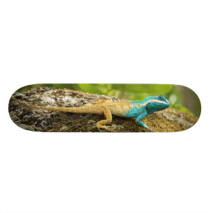 Blue-Crested Lizard Calotes Mystaceus Skateboard