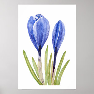 blue crocus buds watercolor painting poster