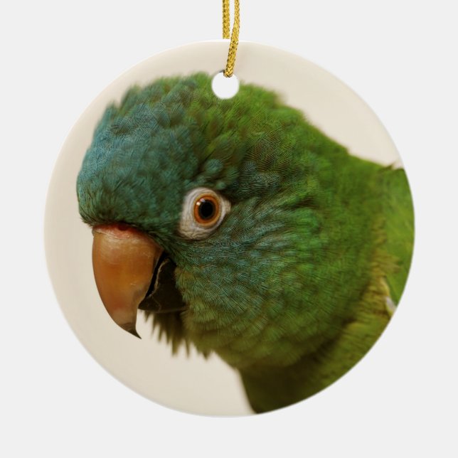 Blue-crowned Conure Ornament (Front)