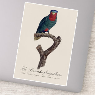 Blue-Crowned Lorikeet, Vini Australis