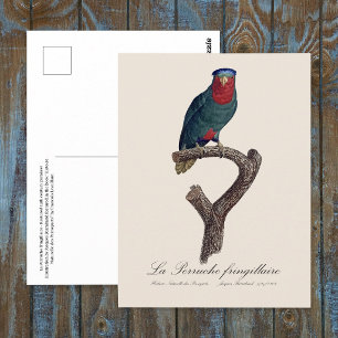 Blue-Crowned Lorikeet, Vini Australis Postcard