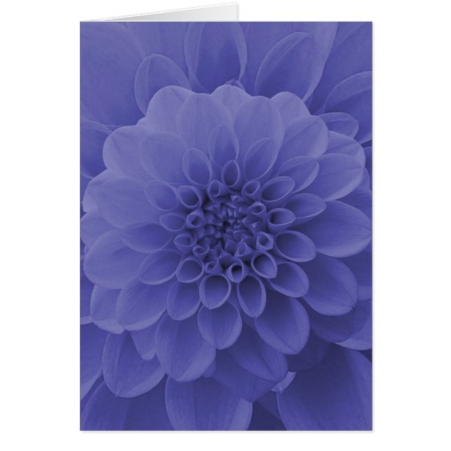 Blue Dahlia (Front)