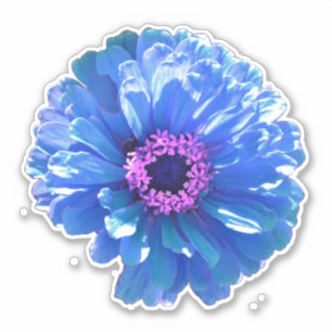 Blue daisy blue floral photo