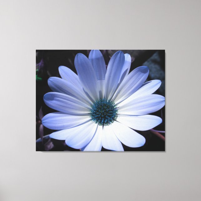 Blue Daisy Flower Canvas Print (Front)