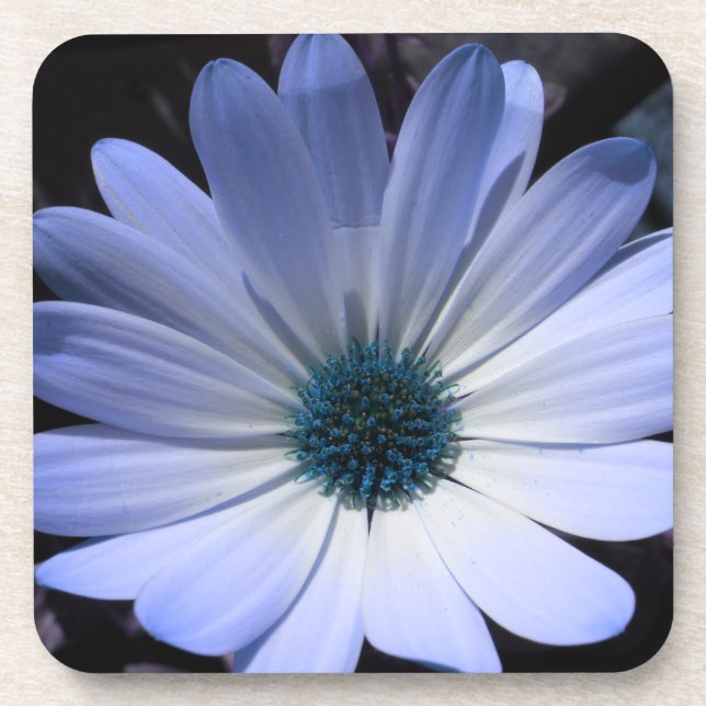 Blue Daisy Flower Cork Coaster (Front)