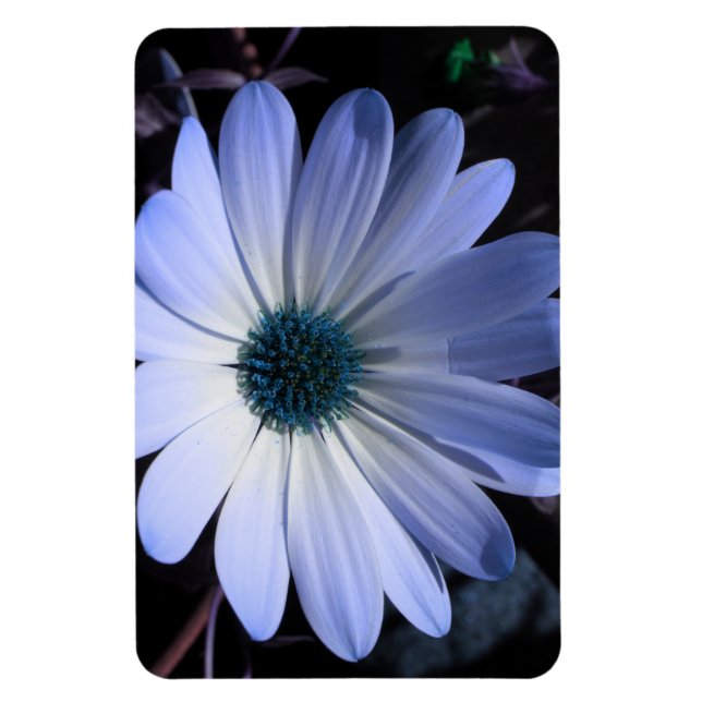 Blue Daisy Flower Premium Magnet (Vertical)